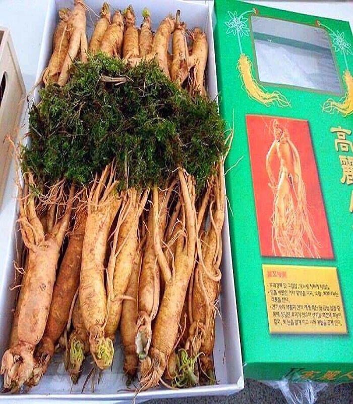 Nhân Sâm Hầm Gà - Ngâm Mật Ong