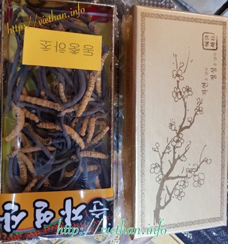 Đông Trùng Hạ Thảo Hàn Quốc – nguyên con